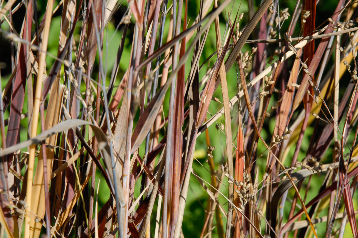 Heavy Metal Switchgrass